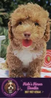 Brittany (Toy Cavapoo), a female Cavapoo and Poodle - Toy  for sale in Dallas, TX – 1 of 10