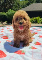 Talia, a female Cavapoo and Miniature Goldendoodle for sale in Dallas, TX – 6 of 10