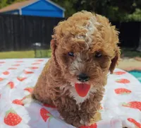 Mateo, a male Cavapoo and Miniature Goldendoodle for sale in Dallas, TX – 6 of 10