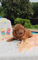 Joy (Miniature Goldendoodle-Cavapoo), a female Cavapoo and Miniature Goldendoodle for sale in Dallas, TX – 10 of 10