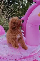 Santana , a male Cavapoo and Poodle - Toy  for sale in Dallas, TX – 5 of 10