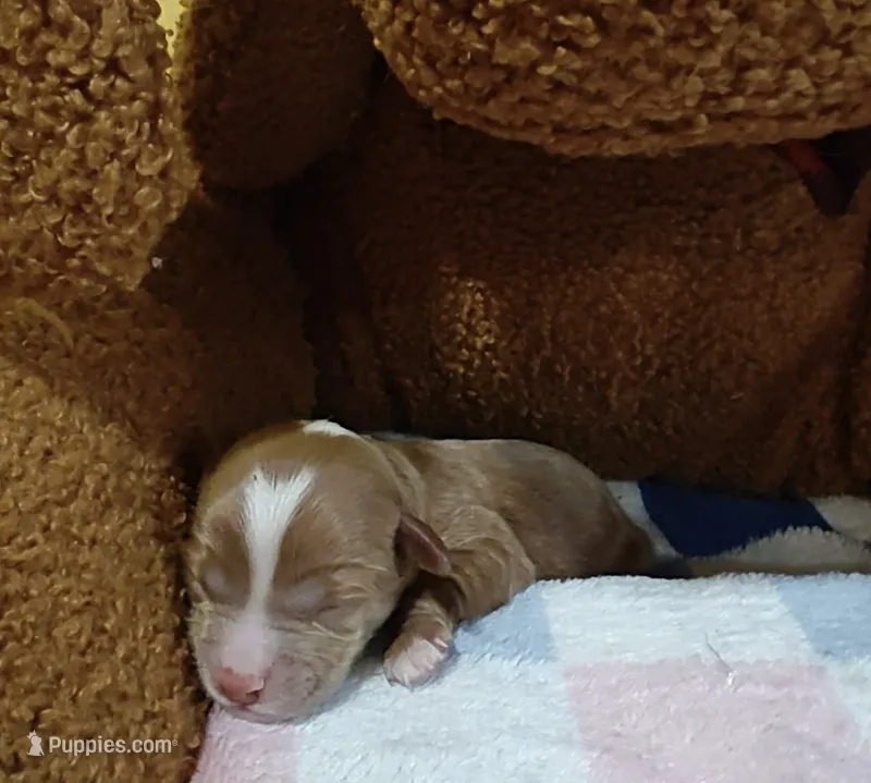 Buzz – Cavapoo, Miniature Goldendoodle puppy for sale in Dallas, TX