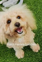 Christmas Cavapoos, a  Cavapoo and Miniature Goldendoodle for sale in Dallas, TX – 3 of 3