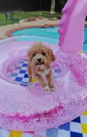 TayTay, a female Cavapoo and Poodle - Toy  for sale in Dallas, TX – 4 of 10