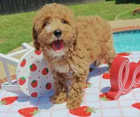 Tabitha (Micro/Petite Goldendoodle-Cavapoo), a female Cavapoo and Miniature Goldendoodle for sale in Dallas, TX – 3 of 10