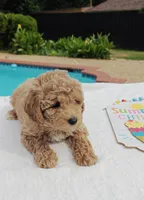 Toby (Micro/Petite Goldendoodle-Cavapoo), a male Cavapoo and Miniature Goldendoodle for sale in Dallas, TX – 9 of 10