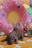 Tillie (Micro/Petite Goldendoodle-Cavapoo), a female Cavapoo and Miniature Goldendoodle for sale in Dallas, TX – Photo 8 of 8