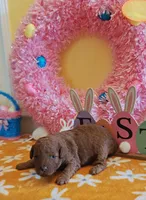 Tillie (Micro/Petite Goldendoodle-Cavapoo), a female Cavapoo and Miniature Goldendoodle for sale in Dallas, TX – Photo 2 of 8