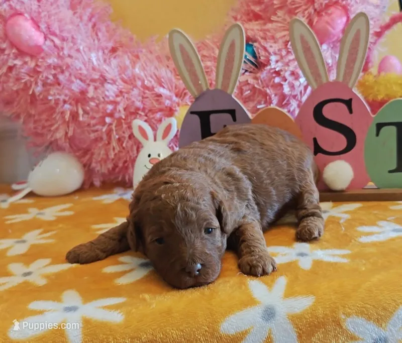 Tillie (Micro/Petite Goldendoodle-Cavapoo) – Cavapoo, Miniature Goldendoodle puppy for sale in Dallas, TX