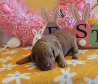 Tillie (Micro/Petite Goldendoodle-Cavapoo), a female Cavapoo and Miniature Goldendoodle for sale in Dallas, TX – Photo 1 of 8