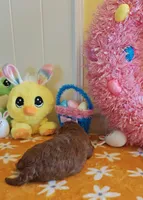 Tillie (Micro/Petite Goldendoodle-Cavapoo), a female Cavapoo and Miniature Goldendoodle for sale in Dallas, TX – Photo 7 of 8