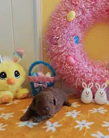 Tillie (Micro/Petite Goldendoodle-Cavapoo), a female Cavapoo and Miniature Goldendoodle for sale in Dallas, TX – Photo 5 of 8