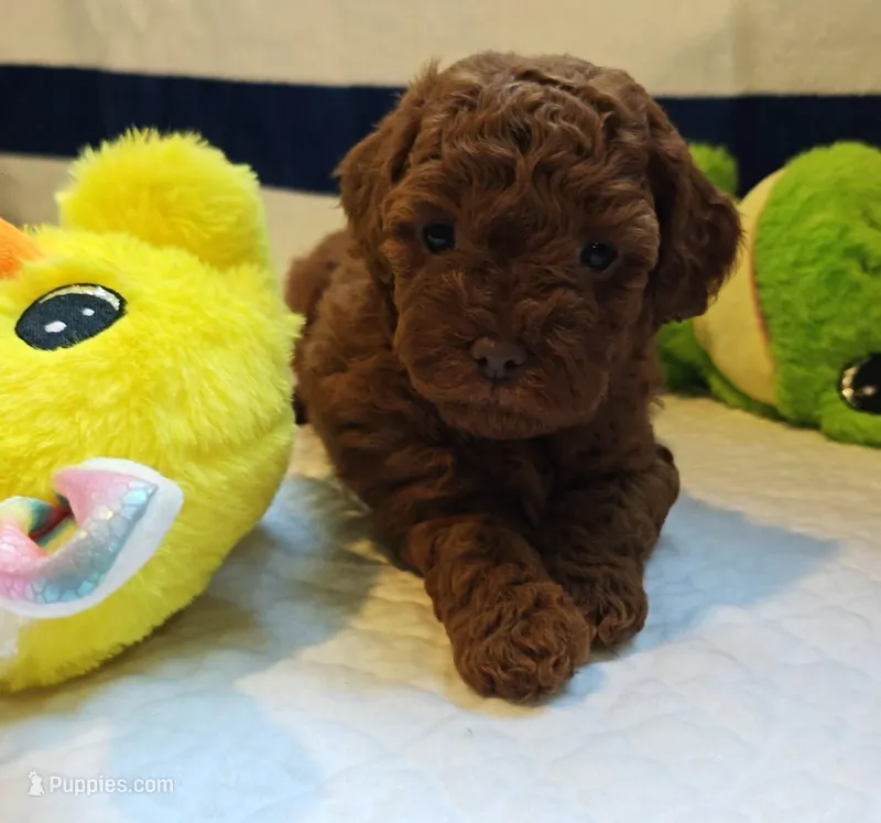 Tillie (Micro/Petite Goldendoodle-Cavapoo) – Cavapoo, Miniature Goldendoodle puppy for sale in Dallas, TX
