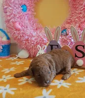 Tillie (Micro/Petite Goldendoodle-Cavapoo), a female Cavapoo and Miniature Goldendoodle for sale in Dallas, TX – Photo 4 of 8