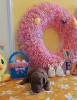 Tillie (Micro/Petite Goldendoodle-Cavapoo), a female Cavapoo and Miniature Goldendoodle for sale in Dallas, TX – Photo 6 of 8