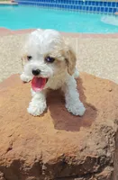 Shia, a male Cavapoo and Miniature Goldendoodle for sale in Dallas, TX – 7 of 10
