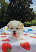 Shia, a male Cavapoo and Miniature Goldendoodle for sale in Dallas, TX – 8 of 10