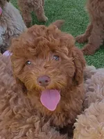 Tillie (Micro/Petite Goldendoodle-Cavapoo), a female Cavapoo and Miniature Goldendoodle for sale in Dallas, TX – 10 of 10