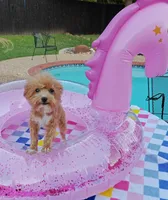 TayTay, a female Cavapoo and Poodle - Toy  for sale in Dallas, TX – 3 of 10