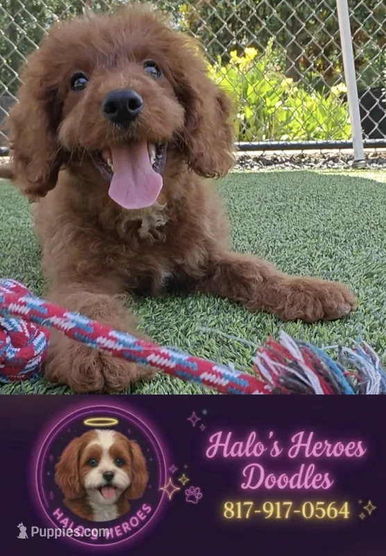 Joy (Miniature Goldendoodle-Cavapoo) – Cavapoo, Miniature Goldendoodle puppy for sale in Dallas, TX