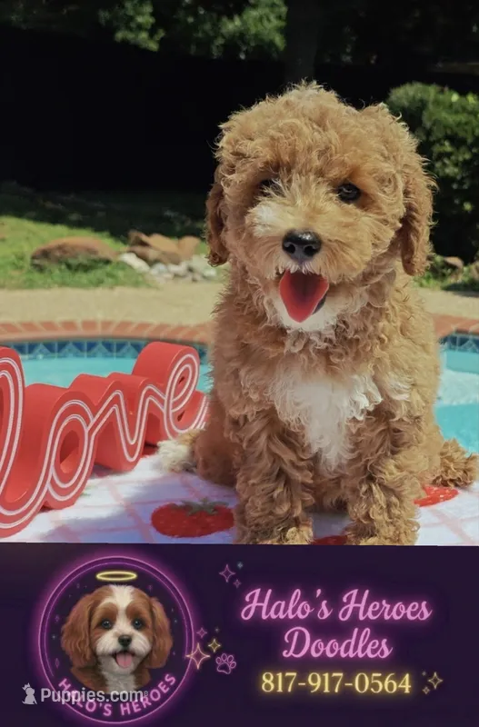 Tabitha (Micro/Petite Goldendoodle-Cavapoo) – Cavapoo, Miniature Goldendoodle puppy for sale in Dallas, TX