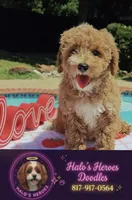 Tabitha (Micro/Petite Goldendoodle-Cavapoo), a female Cavapoo and Miniature Goldendoodle for sale in Dallas, TX – 1 of 10