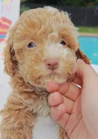 Xavier (Toy Cavapoo), a male Cavapoo and Poodle - Toy  for sale in Dallas, TX – 5 of 10
