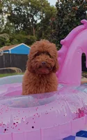 Tillie (Micro/Petite Goldendoodle-Cavapoo), a female Cavapoo and Miniature Goldendoodle for sale in Dallas, TX – 5 of 10