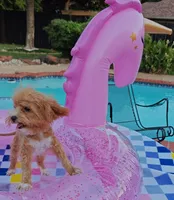 TayTay, a female Cavapoo and Poodle - Toy  for sale in Dallas, TX – 7 of 10