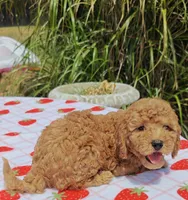 Levi , a male Cavapoo and Miniature Goldendoodle for sale in Dallas, TX – 10 of 10