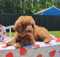 Joy (Miniature Goldendoodle-Cavapoo), a female Cavapoo and Miniature Goldendoodle for sale in Dallas, TX – 8 of 9