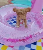 TayTay, a female Cavapoo and Poodle - Toy  for sale in Dallas, TX – 5 of 10