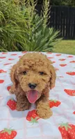 Levi , a male Cavapoo and Miniature Goldendoodle for sale in Dallas, TX – 8 of 10