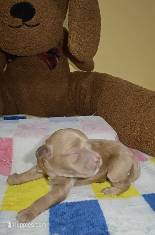 Duke – Cavapoo, Miniature Goldendoodle puppy for sale in Dallas, TX