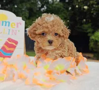 Taylor (Toy Cavapoo), a female Cavapoo and Poodle - Toy  for sale in Dallas, TX – 8 of 10