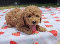 Levi , a male Cavapoo and Miniature Goldendoodle for sale in Dallas, TX – 2 of 10