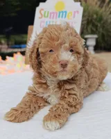 Xavier (Toy Cavapoo), a male Cavapoo and Poodle - Toy  for sale in Dallas, TX – 6 of 10