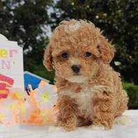 Taylor (Toy Cavapoo), a female Cavapoo and Poodle - Toy  for sale in Dallas, TX – 7 of 10