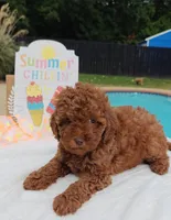 Tillie (Micro/Petite Goldendoodle-Cavapoo), a female Cavapoo and Miniature Goldendoodle for sale in Dallas, TX – 7 of 10