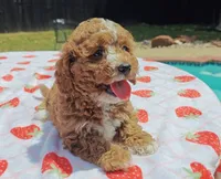 Mateo, a male Cavapoo and Miniature Goldendoodle for sale in Dallas, TX – 9 of 10