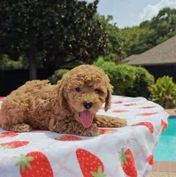 Levi , a male Cavapoo and Miniature Goldendoodle for sale in Dallas, TX – 7 of 10