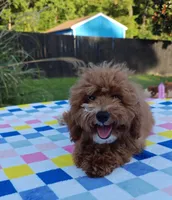 Tabitha (Micro/Petite Goldendoodle-Cavapoo), a female Cavapoo and Miniature Goldendoodle for sale in Dallas, TX – 7 of 10