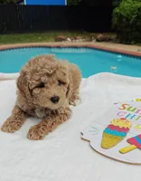 Toby (Micro/Petite Goldendoodle-Cavapoo), a male Cavapoo and Miniature Goldendoodle for sale in Dallas, TX – 10 of 10
