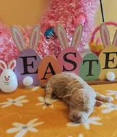 Travis, a male Cavapoo and Poodle - Toy  for sale in Dallas, TX – Photo 7 of 10