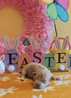 Travis, a male Cavapoo and Poodle - Toy  for sale in Dallas, TX – Photo 6 of 10