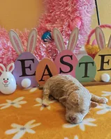 Travis, a male Cavapoo and Poodle - Toy  for sale in Dallas, TX – Photo 9 of 10