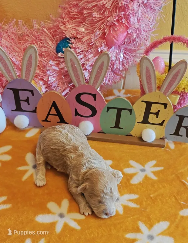 Travis – Cavapoo, Poodle - Toy  puppy for sale in Dallas, TX