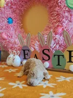 Travis, a male Cavapoo and Poodle - Toy  for sale in Dallas, TX – Photo 4 of 10