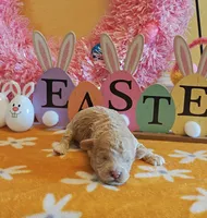 Travis, a male Cavapoo and Poodle - Toy  for sale in Dallas, TX – Photo 8 of 10