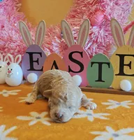 Travis, a male Cavapoo and Poodle - Toy  for sale in Dallas, TX – Photo 5 of 10